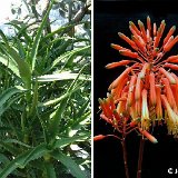 Aloe kedongensis Kenya JLcoll.239 (very small quantity)